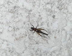 Trigonidium cicindeloides