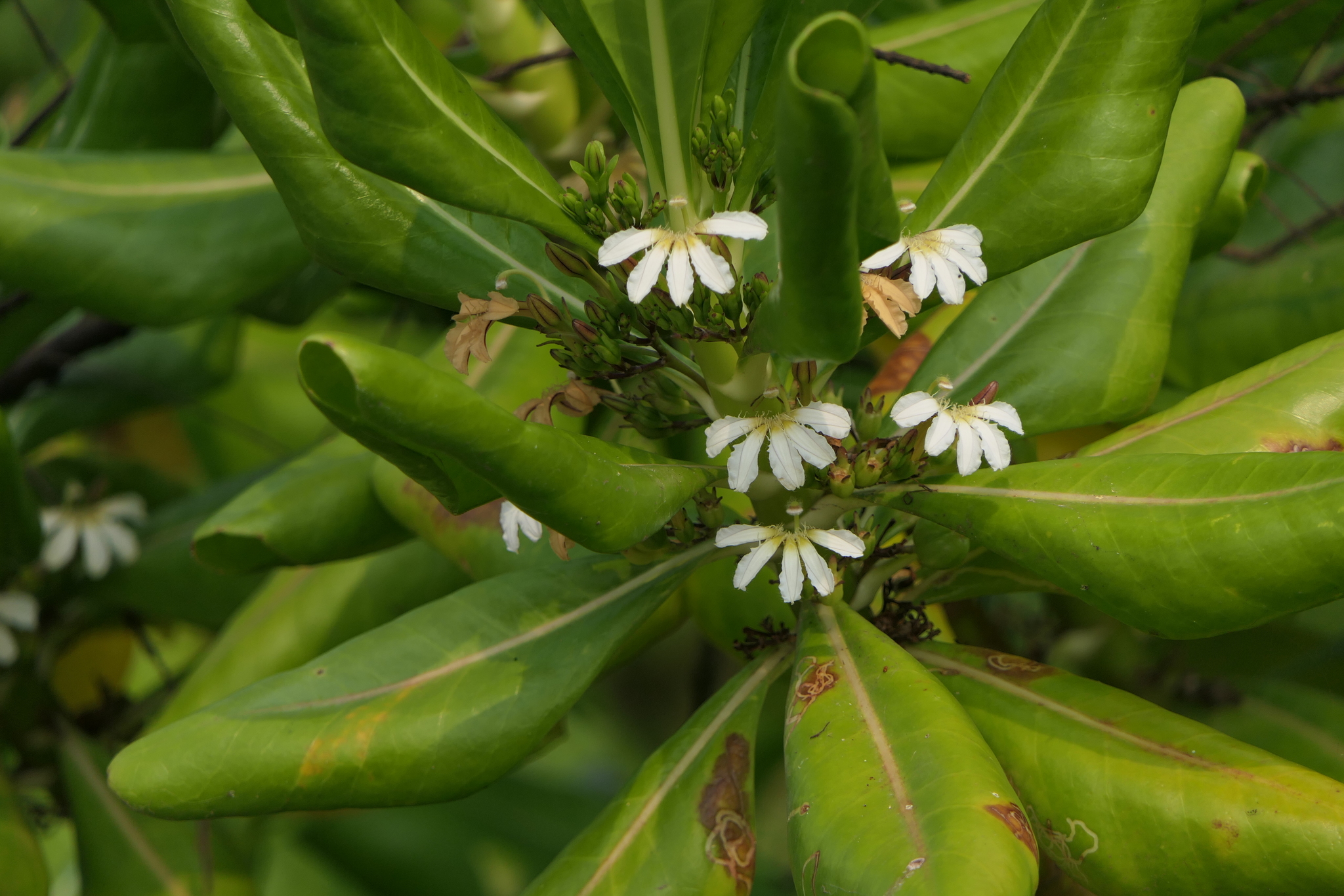 Scaevola taccada (Gaertn.) Roxb.