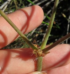 Pelargonium multiradiatum