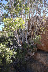 Ficus cordata cordata