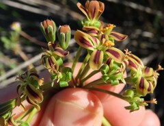 Pelargonium multiradiatum