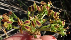 Pelargonium multiradiatum