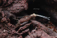 Pentacentrus