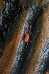 Erythraeidae