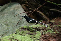 Enicurus leschenaulti