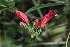 Aeschynanthus moningerae