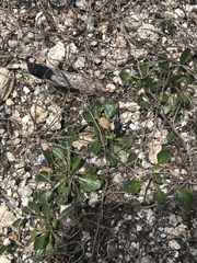 Viola improcera