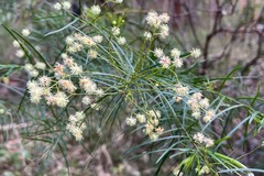 Acacia longissima