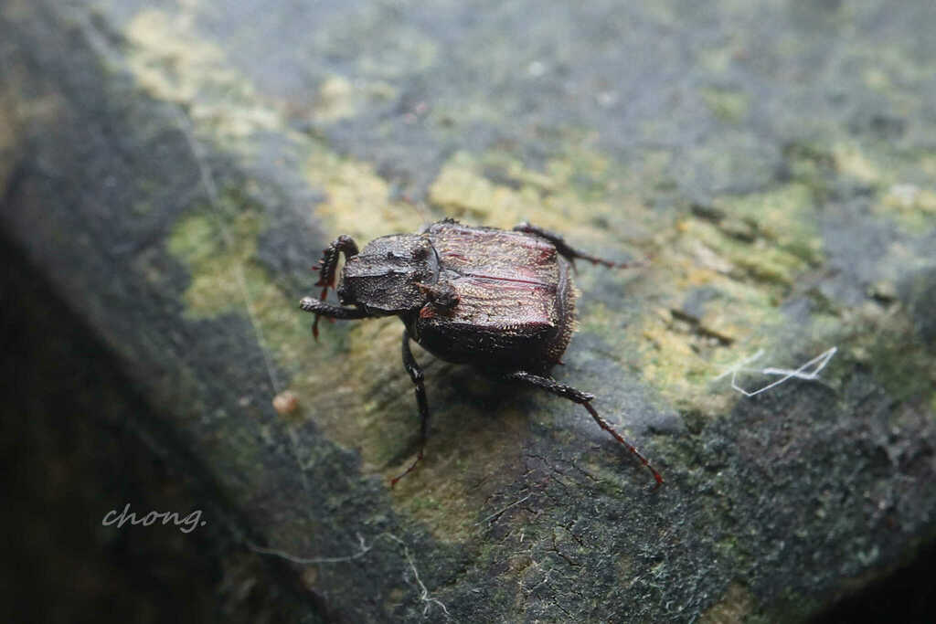 Gagini Insect Valgini from 中国海南省五指山市 on January 24, 2022 at 02:44 PM by 虫虫 · iNaturalist