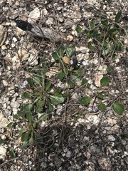 Viola improcera
