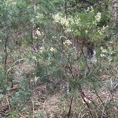 Acacia longissima
