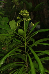 Pittosporum paniculatum