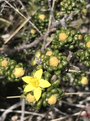 Asterolasia trymalioides