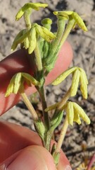 Lyperia lychnidea