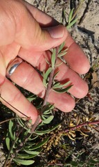 Lyperia lychnidea