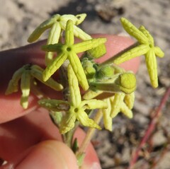 Lyperia lychnidea