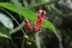 Aeschynanthus moningerae