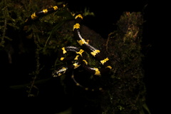 Sibon dimidiatus