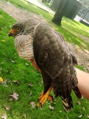 Rupornis magnirostris