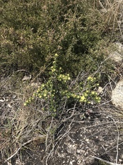 Asterolasia trymalioides