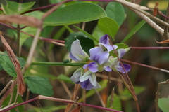 Crotalaria verrucosa