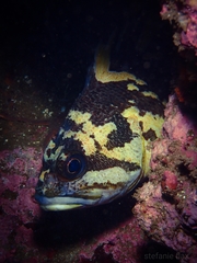 Sebastes chrysomelas