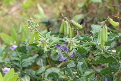 Crotalaria verrucosa