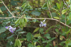 Crotalaria verrucosa
