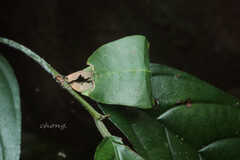 Pulchriphyllium sinense