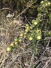 Asterolasia trymalioides