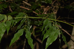 Archidendron grandiflorum