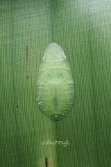 Petalocephala