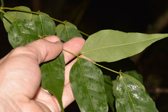 Archidendron grandiflorum