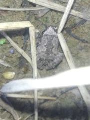 Microhyla