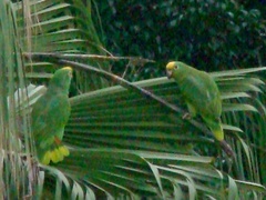 Amazona ochrocephala