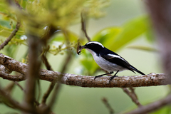 Ficedula westermanni