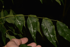 Archidendron grandiflorum