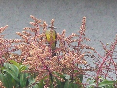 Tyrannus melancholicus satrapa