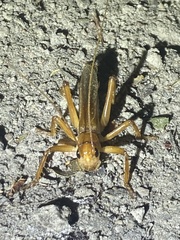 Gryllacrididae