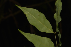 Archidendron grandiflorum