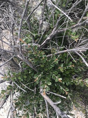 Grevillea diminuta