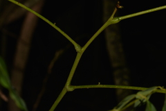 Archidendron grandiflorum