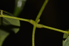 Archidendron grandiflorum