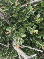 Grevillea diminuta