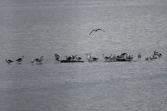 Cladorhynchus leucocephalus