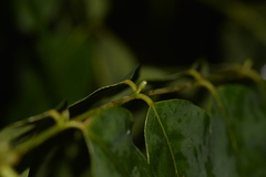 Archidendron grandiflorum