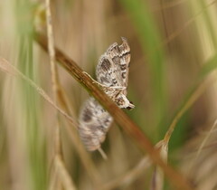Nacoleia rhoeoalis