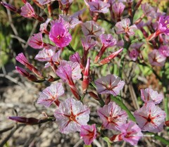 Limonium peregrinum