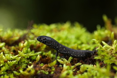 Lepidophyma tuxtlae