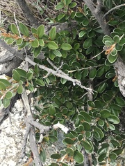Grevillea diminuta